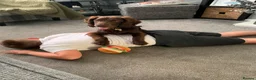 Mixed Breed dogs for sale: Cockapoo  - Advert 3