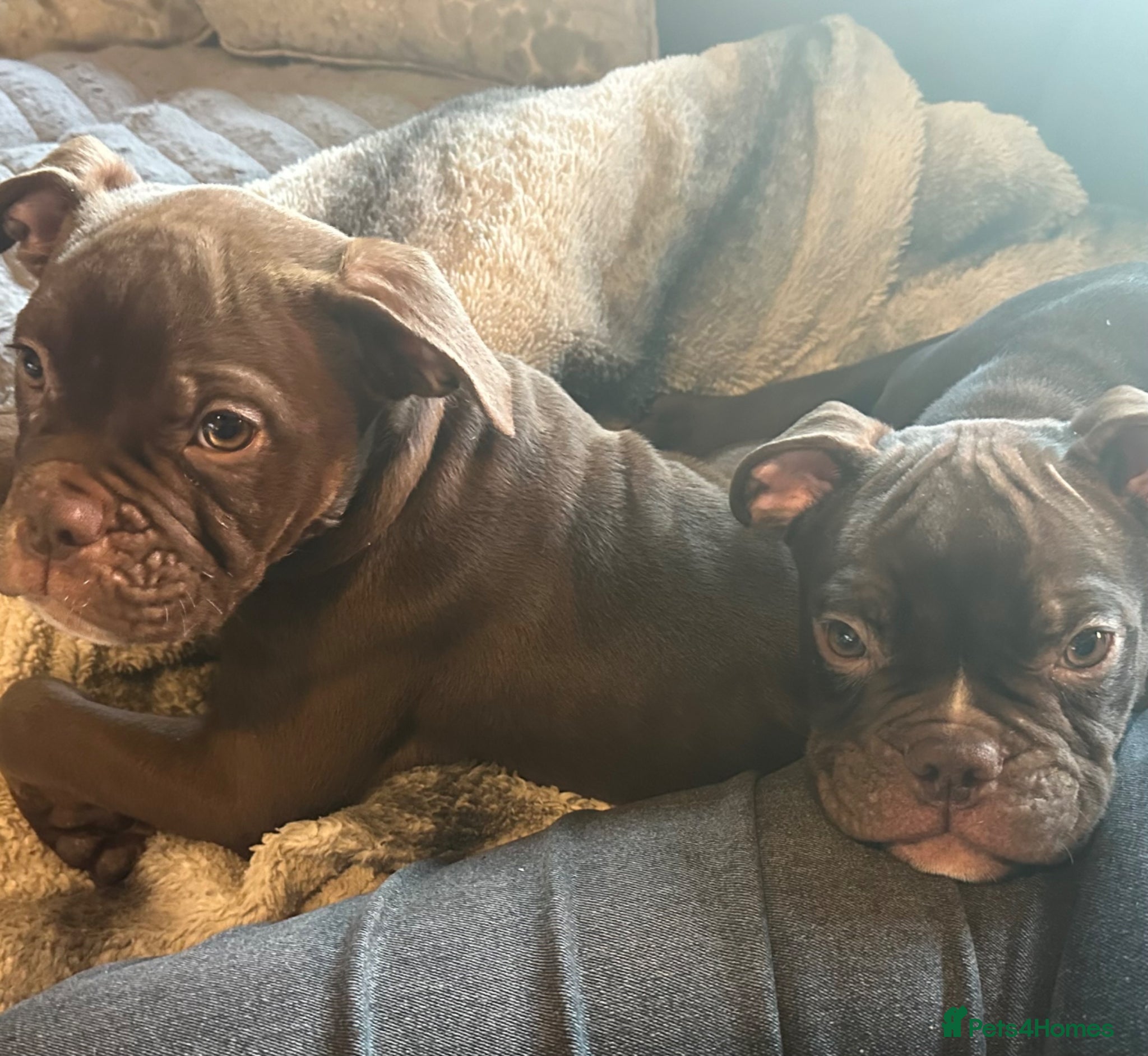 Old Tyme Bulldog dogs * price reduced* old English bulldogs last 2 left  - Advert 2