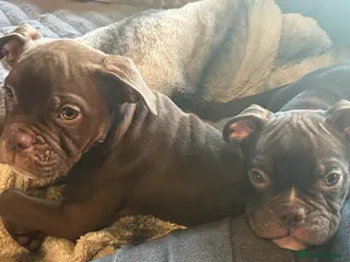 Old Tyme Bulldog dogs * price reduced* old English bulldogs last 2 left - Advert 2