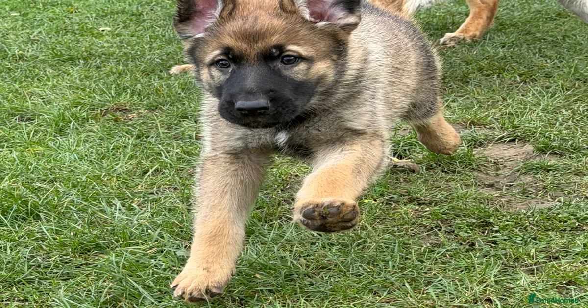 Malinois belgian Puppies for sale | Pets4Homes