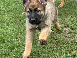 Mixed Breed dogs 1x left Belgian Malinois x German Shepherd Puppies - Advert 11