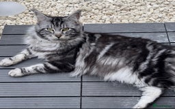 Maine Coon cats for sale: Maine Coon Boy needing rehoming - Image 5