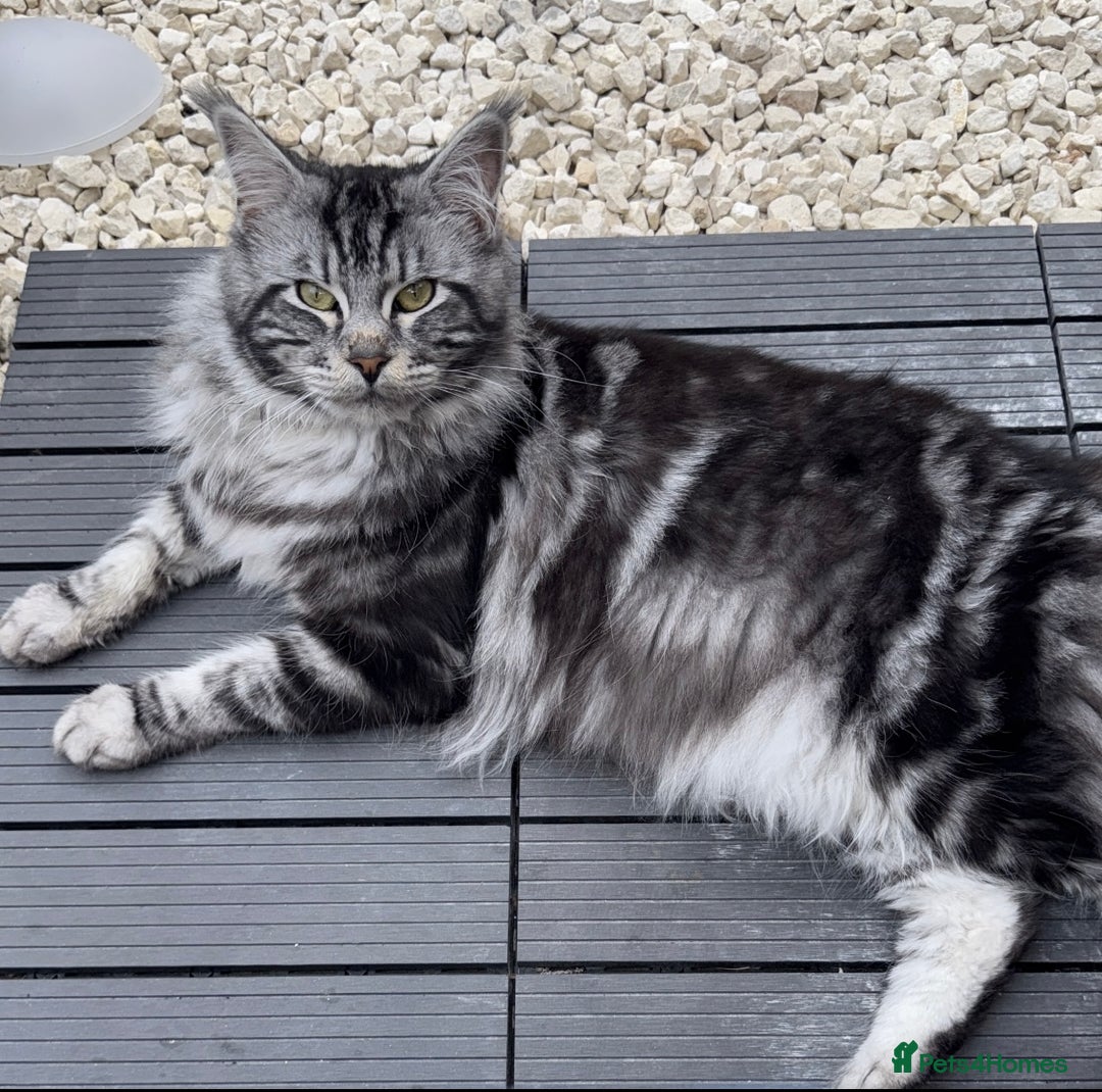 Maine Coon cats for sale: Maine Coon Boy needing rehoming - Image 5