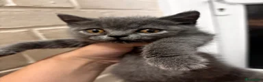 British Shorthair 2