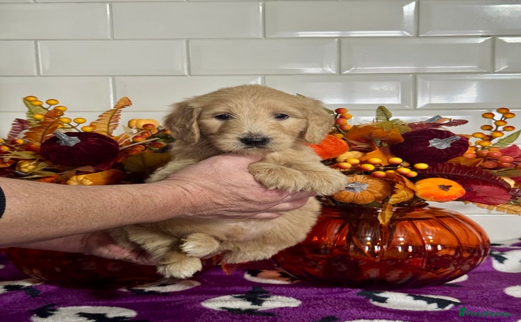 Mini Goldendoodle dogs 1 left mini gorgeous goldendoodles dna clear  - Advert 2