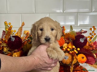 Mini Goldendoodle dogs 1 left mini gorgeous goldendoodles dna clear - Advert 4
