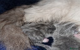 Persian cats for sale: Beautiful blue persian babies - Image 12