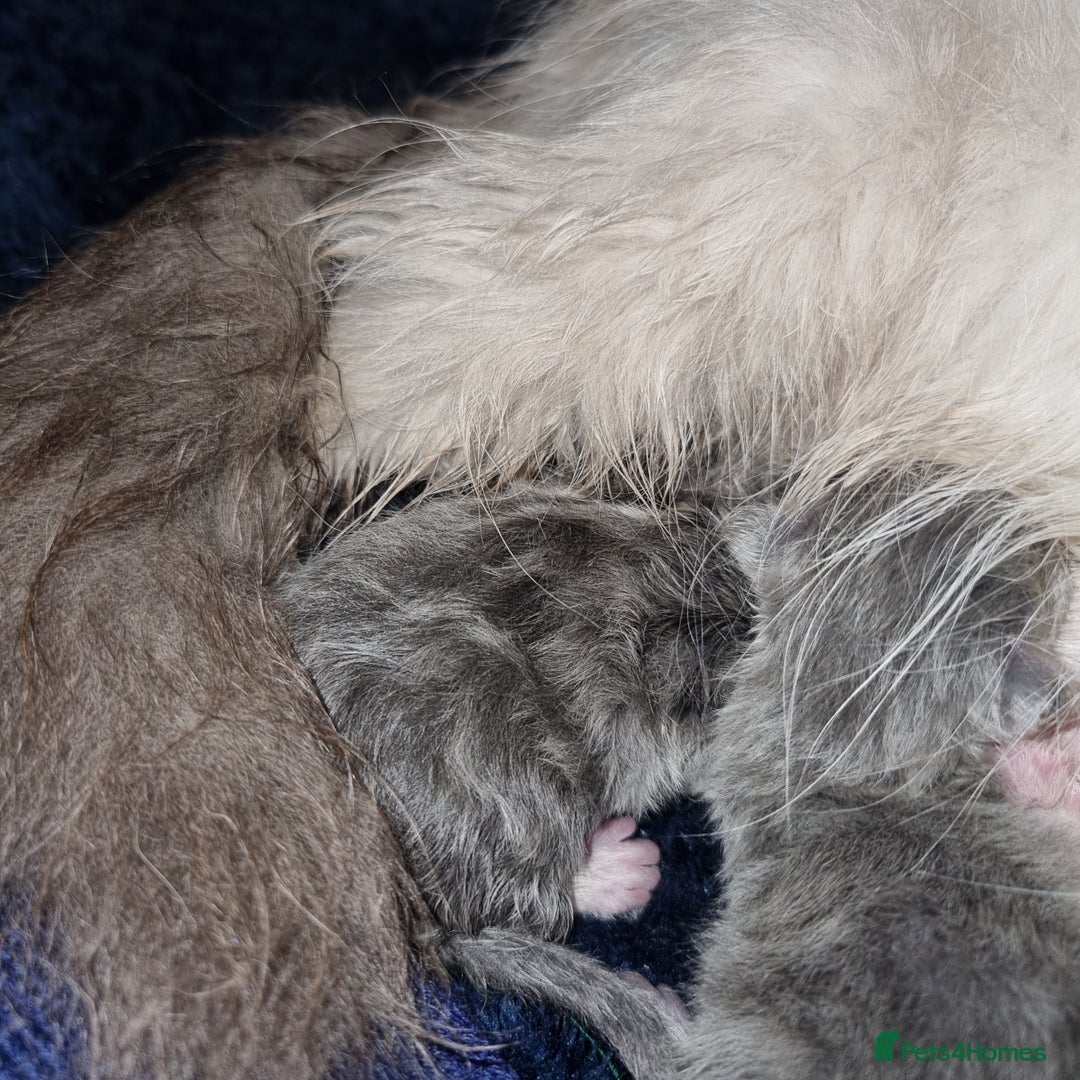 Persian cats for sale: Beautiful blue persian babies - Image 12
