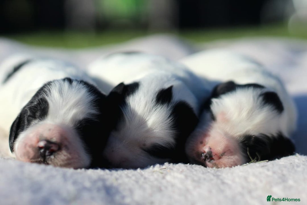 Sprocker dogs for sale: Sprocker ready to steal your heart & your slippers - Image 3