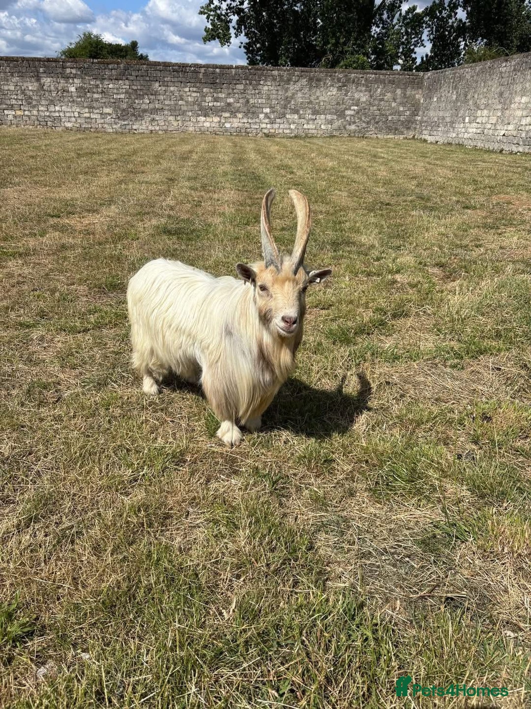Goats livestock for sale: Small pygmy billy - Advert 2