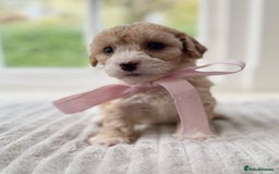 Cavapoochon dogs for sale: Cavapoochon puppies - Image 26