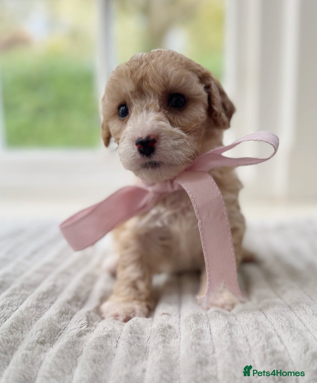 Cavapoochon dogs for sale: Cavapoochon puppies - Image 26