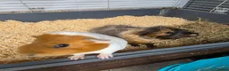 Guinea Pig rodents for sale: 2 female guinea pigs in York - Advert 3