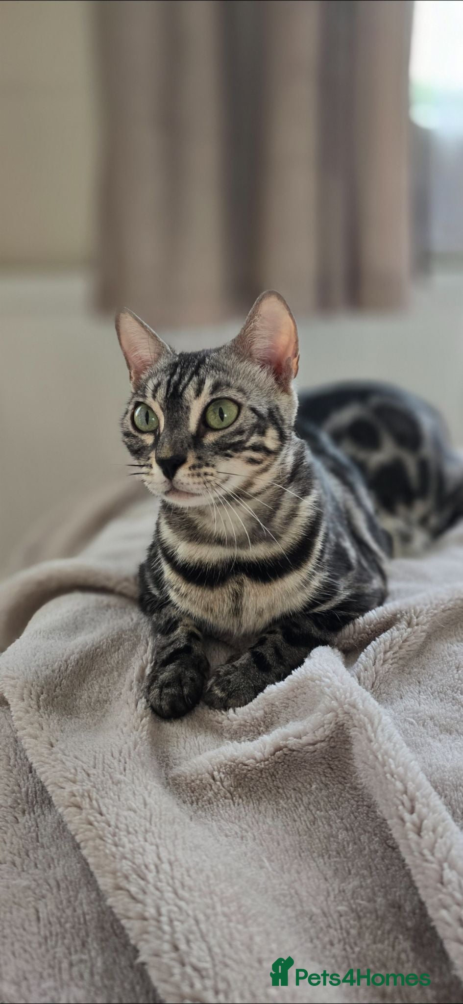 Bengal cats Tica registered charcoal Bengal girl - Advert 12