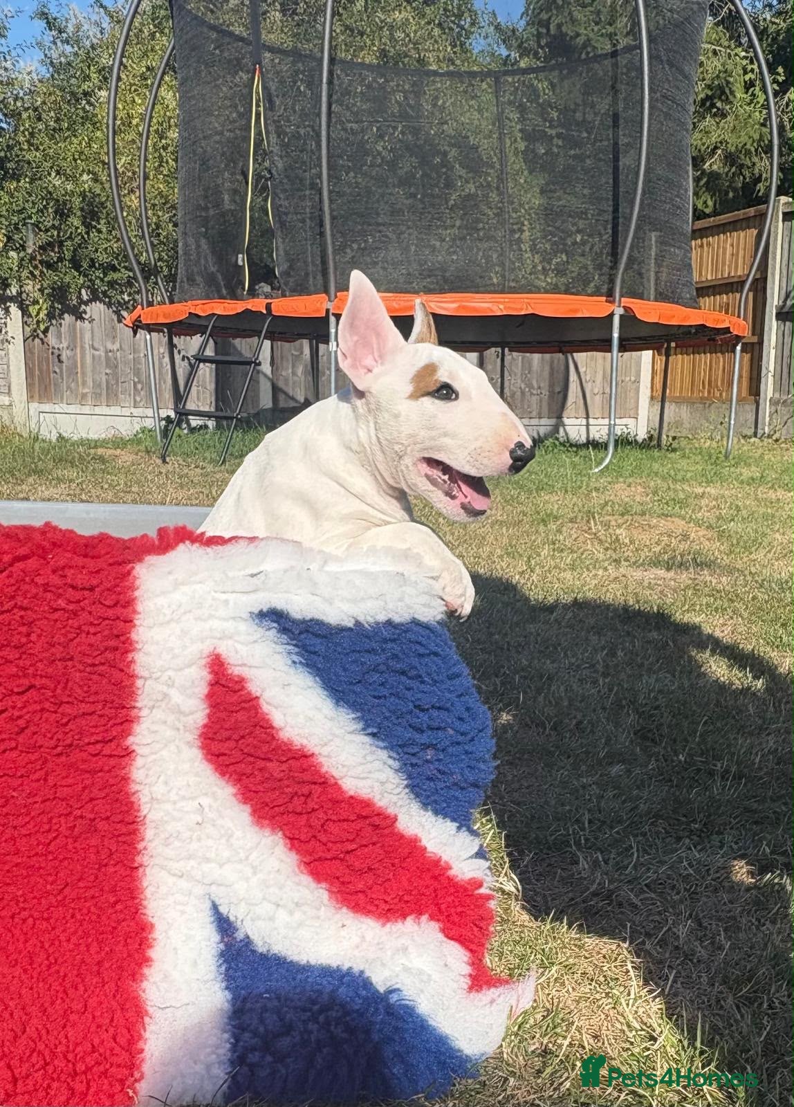 Bull Terrier dogs 1 boy 2 girl left ready the 10th July  - Advert 1