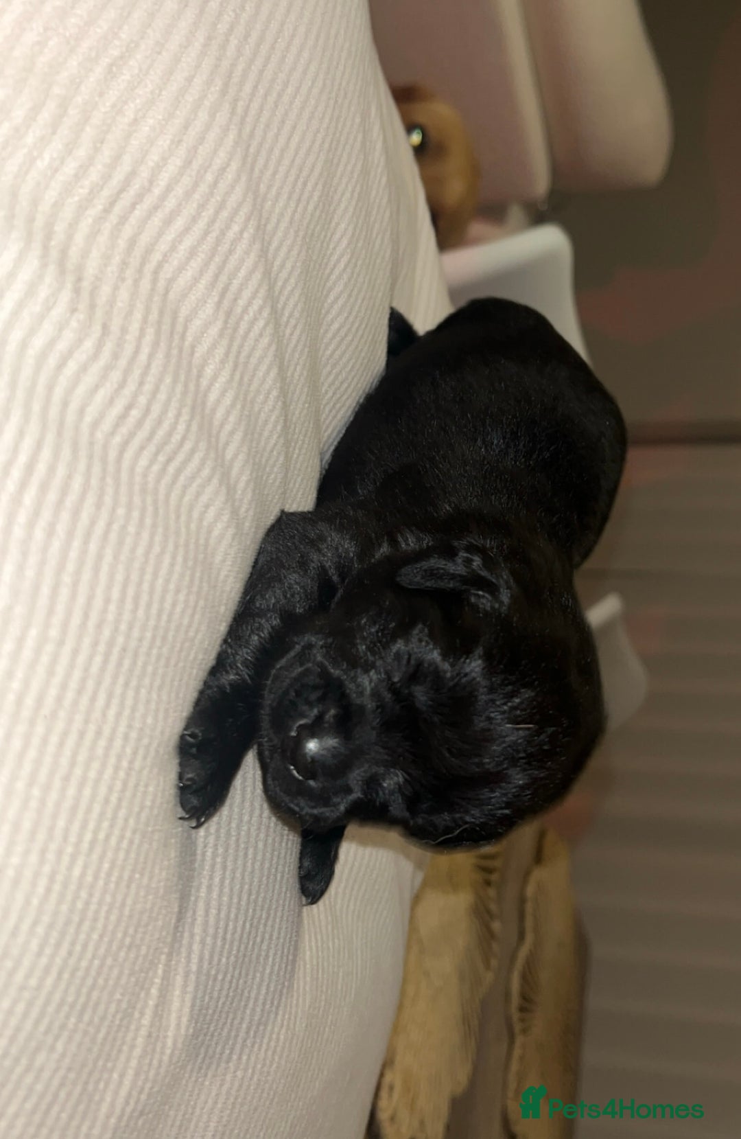 Labrador Retriever dogs for sale: Gorgeous Labrador puppies for sale  - Advert 8