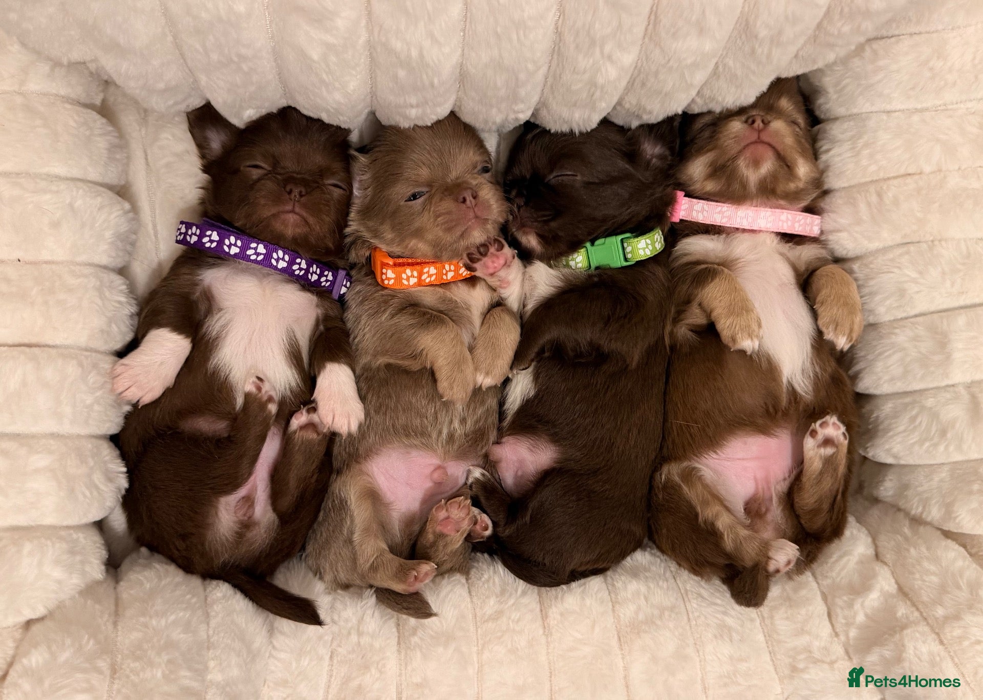 Chihuahua dogs 4 gorgeous longhaired apple head chihuahua pups - Advert 12