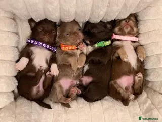 Chihuahua dogs 4 gorgeous longhaired apple head chihuahua pups - Advert 12