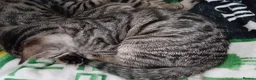 Bengal cats for sale: Bengal Kittens: Princess, Hunter & Friend - Advert 3