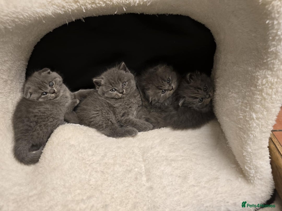 British Shorthair cats for sale: British shorthair  - Image 12