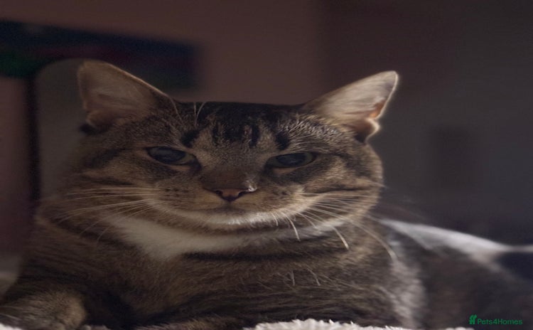 British Shorthair cats - Advert 16