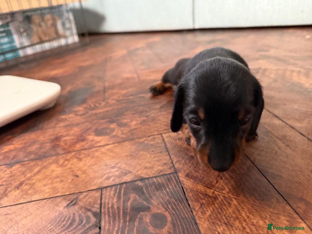 Miniature Dachshund dogs for sale: Beautiful KC Registered Miniature Dachshunds - Image 13