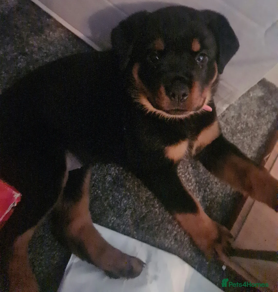 Rottweiler dogs for sale: Stunning ruby  - Advert 18