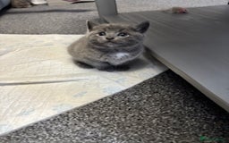 Mixed Breed cats for sale: Kittens for sale - Image 5