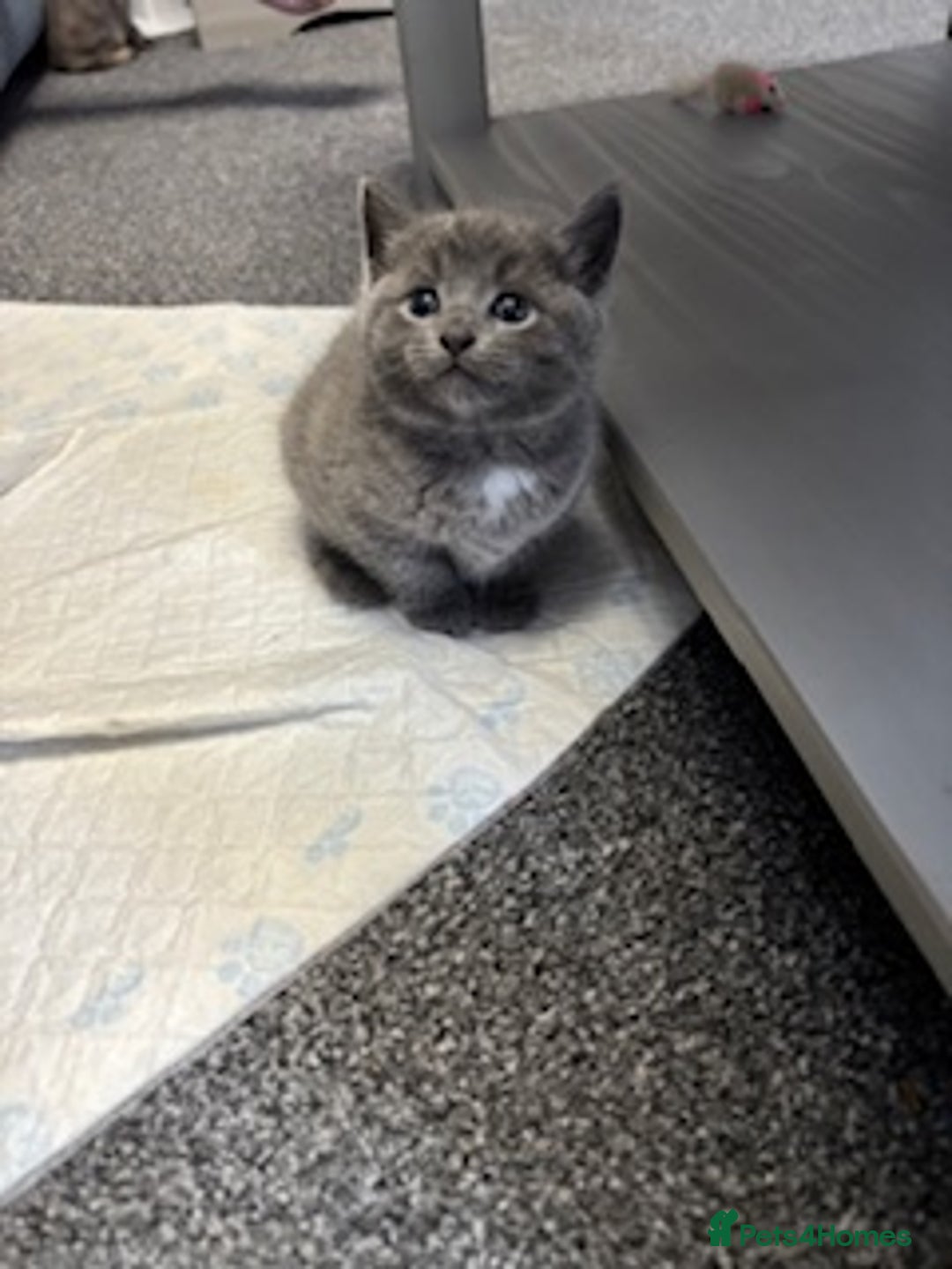 Mixed Breed cats for sale: Kittens for sale - Image 5