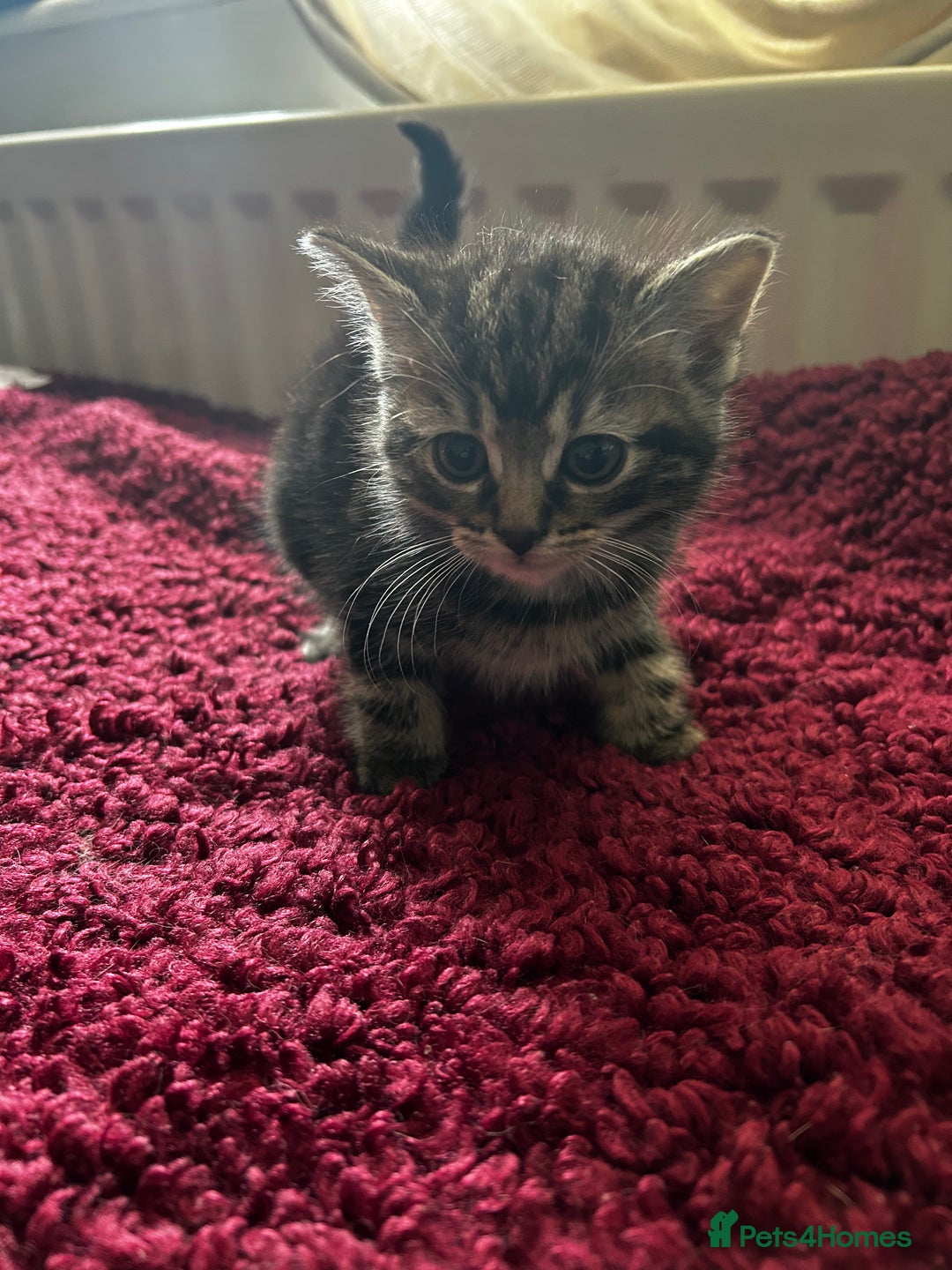 Mixed Breed cats for sale: Mixed breed kittens  - Image 8