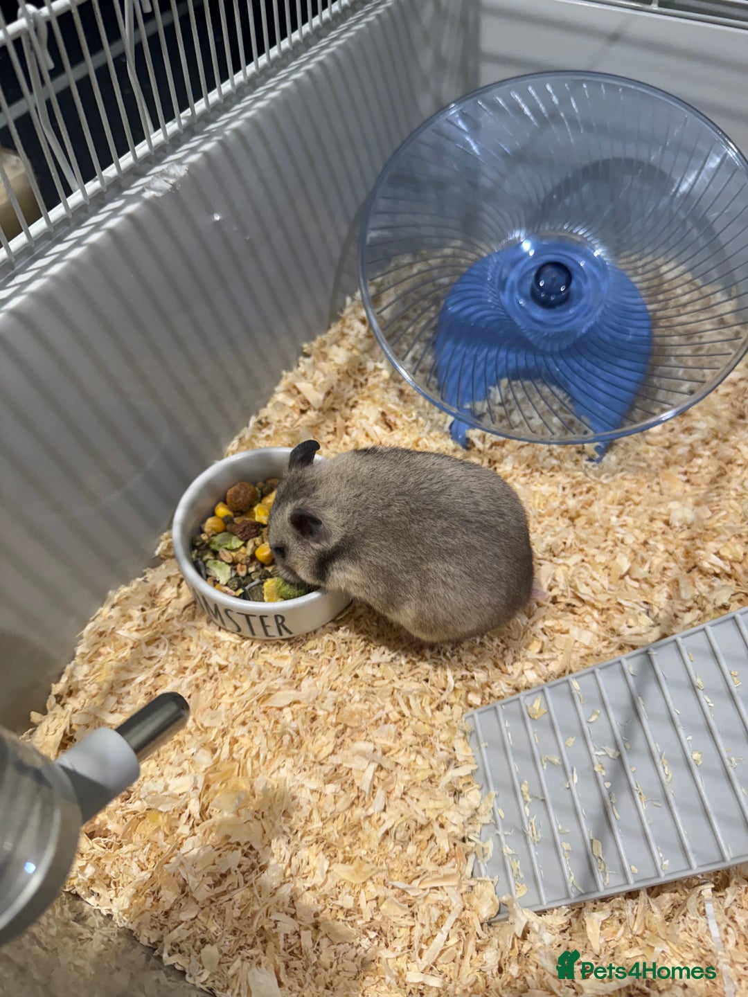 Hamster rodents for sale: Syrian hamster  - Image 6
