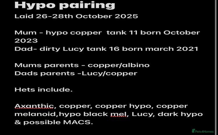 Axolotl reptiles Baby aXolotls - Advert 1