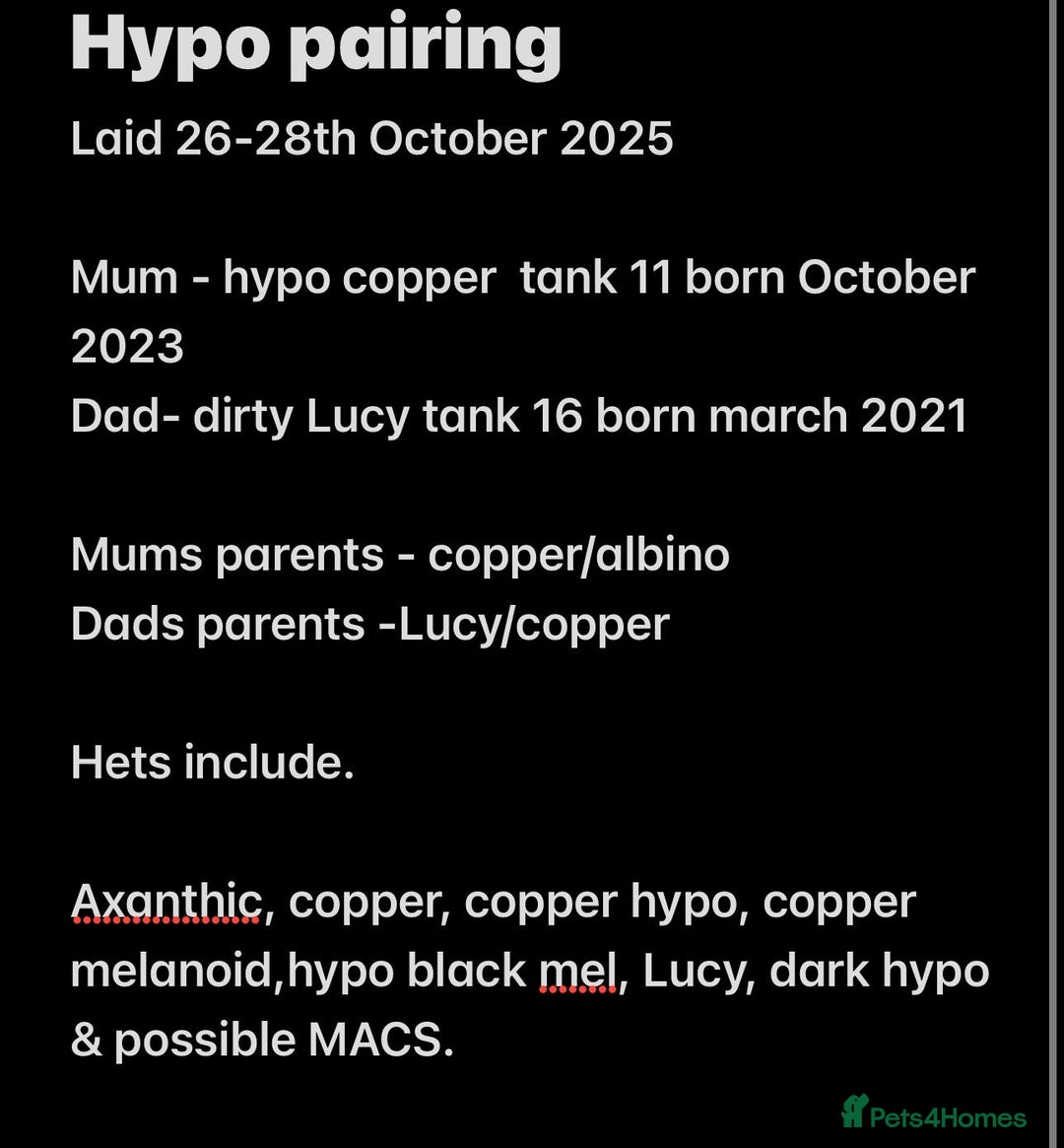 Axolotl reptiles for sale: Baby aXolotls - Advert 1