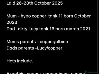 Axolotl reptiles Baby aXolotls - Advert 1