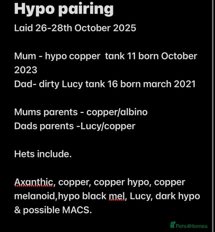 Axolotl reptiles Baby aXolotls - Advert 1