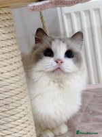 Ragdoll cats TICA 6 years old former breeding queen - Advert 8