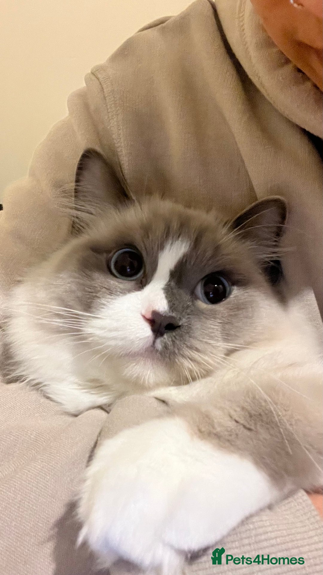 Ragdoll cats for sale: Beautiful ragdoll cat  - Image 3
