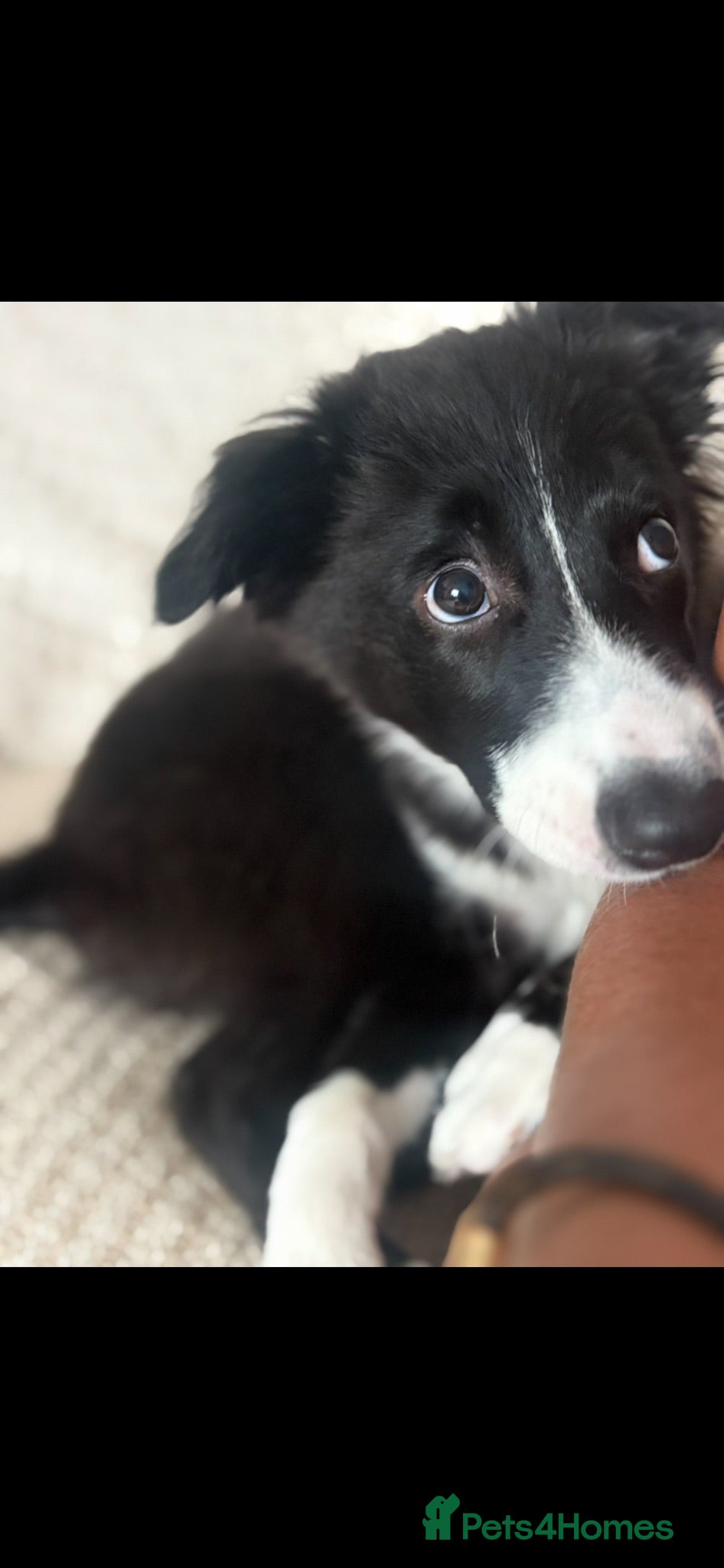 Border Collie dogs Daisy, Border Collie - Advert 2