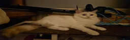 Ragdoll cats for sale: Beautiful blue eyed babies - Advert 1
