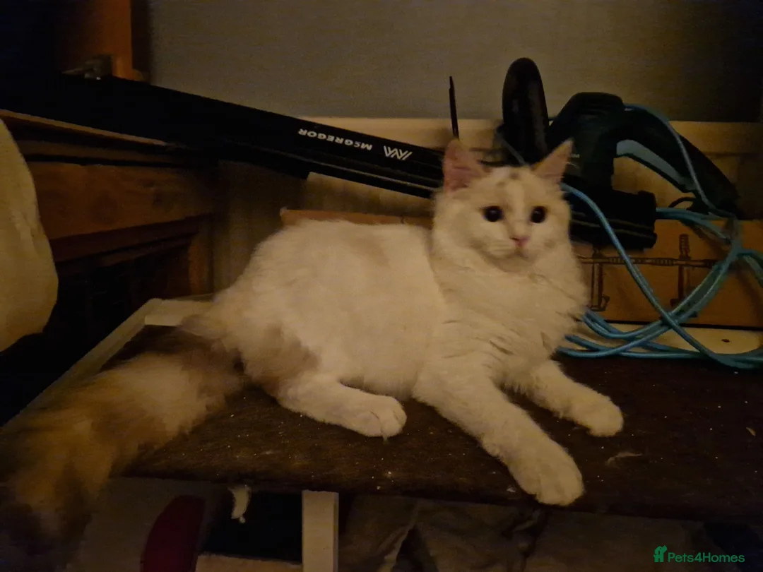 Ragdoll cats for sale: Beautiful blue eyed babies - Advert 1