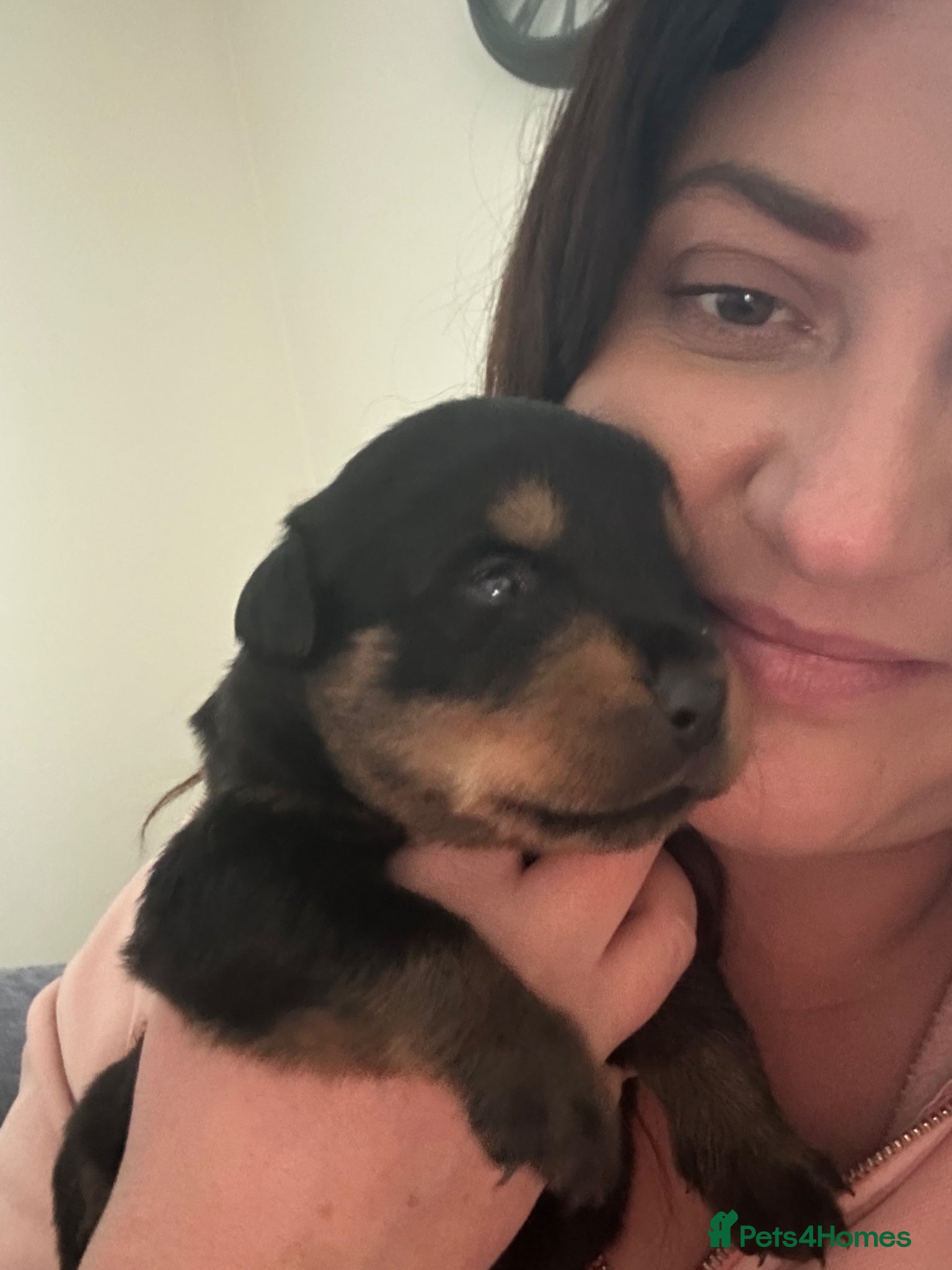 Rottweiler dogs Beautiful litter  - Advert 1