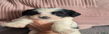Jackapoo 1