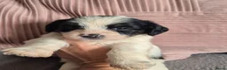 Jackapoo dogs for sale: F1 jackapoo pups  - Advert 14