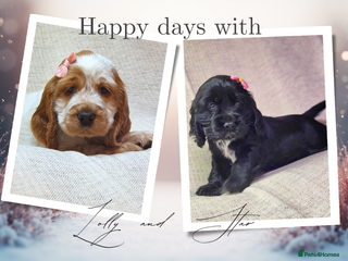 Cocker Spaniel dogs Show type unique markings cocker spaniel puppies - Advert 16