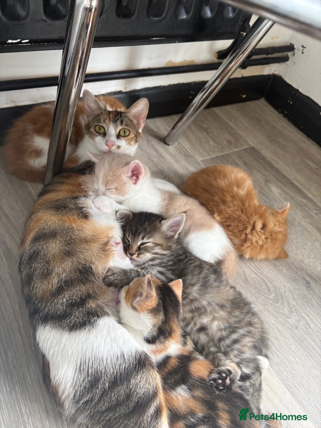 Bengal cats for sale: Kittens for sale - 2 girls, 3 boys ready this week - Image 3
