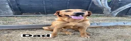 Labrador Retriever dogs for sale: Fox red Labrador puppies  - Advert 4