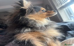 Pomeranian dogs for sale: Beautiful friendly  - Image 4