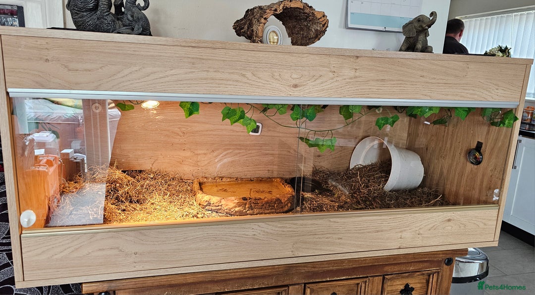 Hermann Tortoise reptiles for sale: Hurmman Tortoise  - Image 7