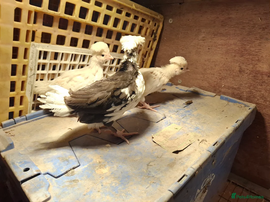 Chickens poultry for sale: Mottled Houdans chicks - Advert 3