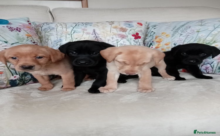 Labrador Retriever dogs - Advert 2